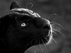 black, mouth, mustache, Panther