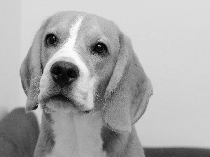 Beagle, muzzle