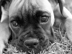 boxer, muzzle