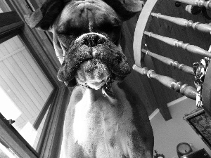 boxer, muzzle