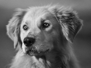 Golden Retriever, dog, muzzle