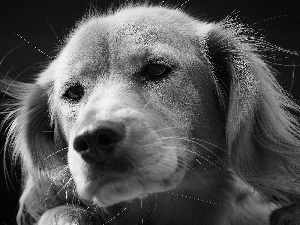 Golden Retriever, doggy, muzzle