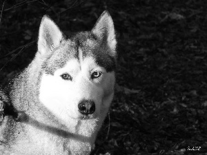 muzzle, Siberian, Husky