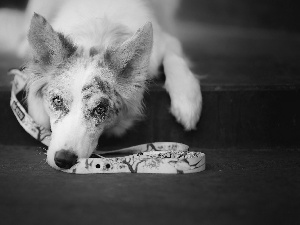 dog, muzzle, Leash, Border Collie