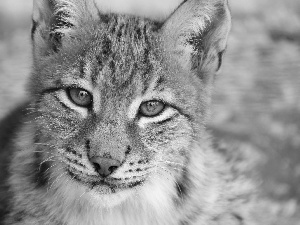 muzzle, young, Lynx