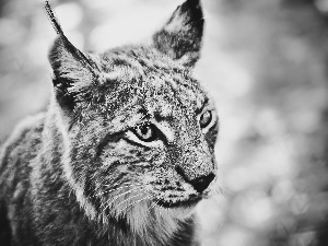 Lynx, muzzle