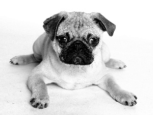 pug, lying, dog