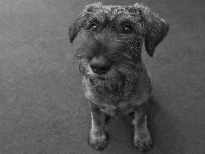 terrier, muzzle