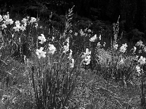 narcissus, Flowers, grass