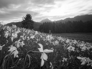 Hill, Meadow, Mountains, narcissus