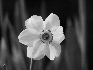 White, narcissus