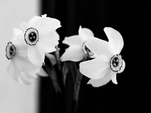 narcissus