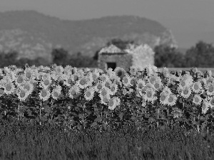 Nice sunflowers, Narrow-Leaf Lavender