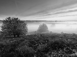 heathers, trees, Netherlands, viewes, Province of Gelderland, heath, Veluwezoom National Park, Fog