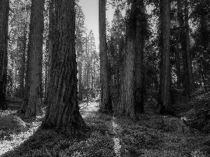 redwoods, trees, California, viewes, forest, Sequoia National Park, The United States