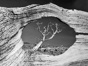 national, Nevada, trees, viewes, dried up, Park