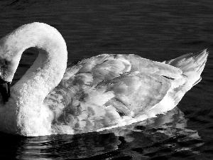 Swans, bent, neck, water