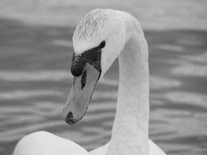 Swans, neck