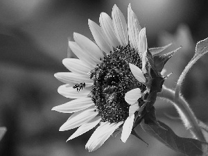 nectar, Sunflower, Bees