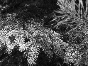 needle, spruce, forest