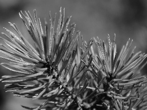 Green, pine, needle, twig