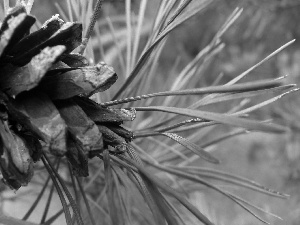 needle, cone, pine