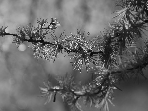 twig, trees, needle, larch