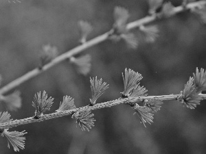 needles, larch, young