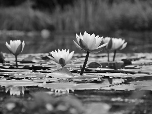 Nenufary, lilies, water