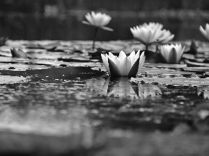 Nenufary, lilies, water