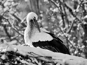 stork, nest