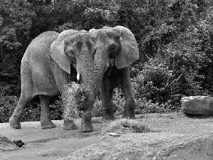 nestled, Two cars, trees, viewes, Hay, Elephants