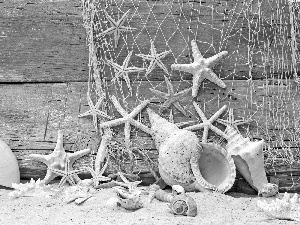 composition, Shells, net, starfish