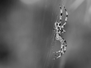 net, Web, Spider