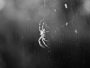 Spider, net