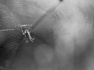 Spider, Web, net, trestle