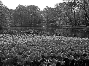 Park, Tulips, Netherlands, River