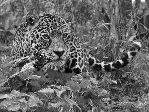 nettle, Leopards, forest