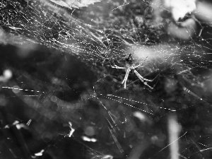 Networks, Web, ##, tangle, Spider