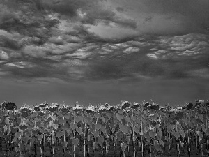 cultivation, clouds, Nice sunflowers