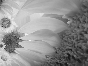 Nice sunflowers, flakes