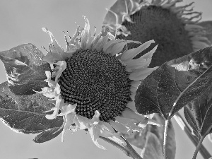 Nice sunflowers, Flowers Sunflower