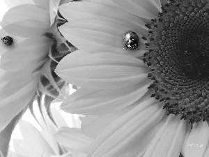 Nice sunflowers, ladybird