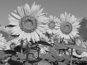 Nice sunflowers, Leaf