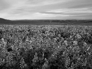 lupine, Field, Nice sunflowers