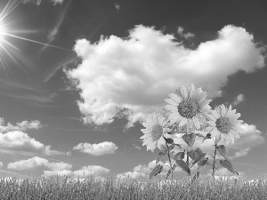 Sky, grass, Nice sunflowers, sun