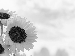 Nice sunflowers, Sky