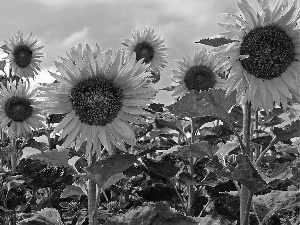 Nice sunflowers, Sky