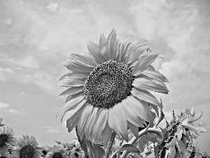 Nice sunflowers