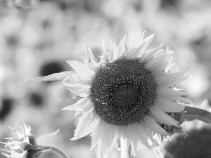 Nice sunflowers